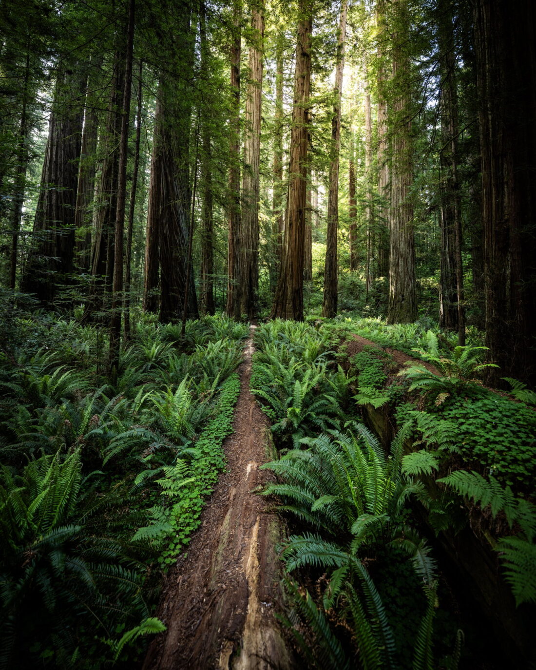 Redwood forest floor, Northern California
