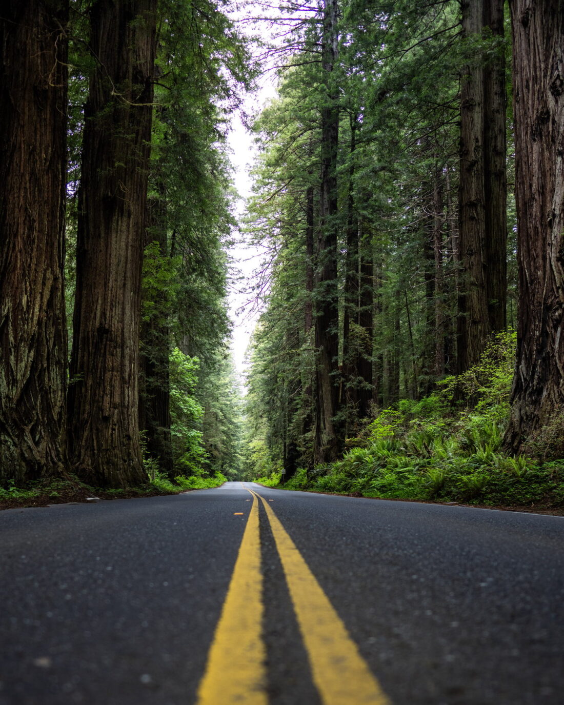 Highway through the redwoods