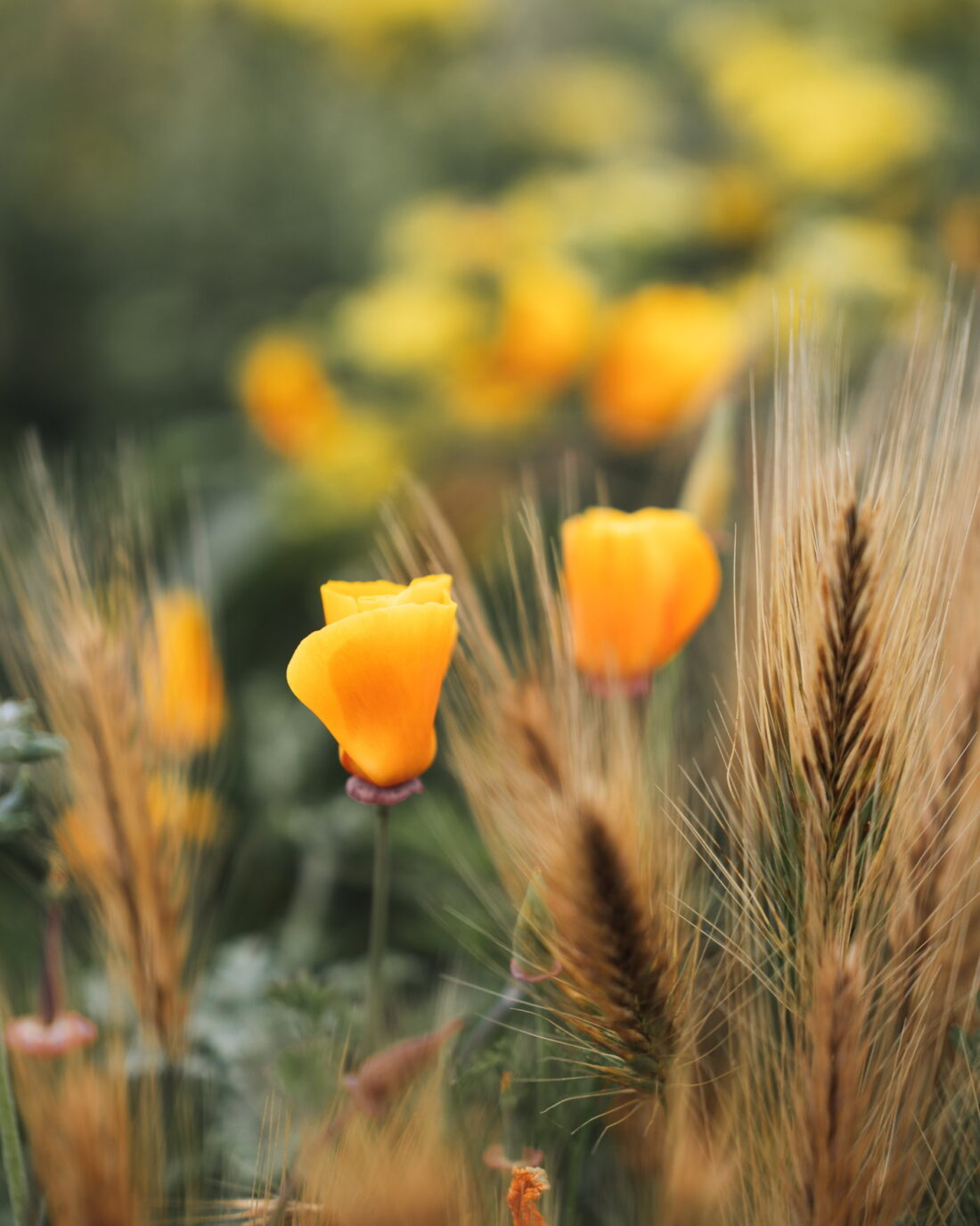 California poppies
