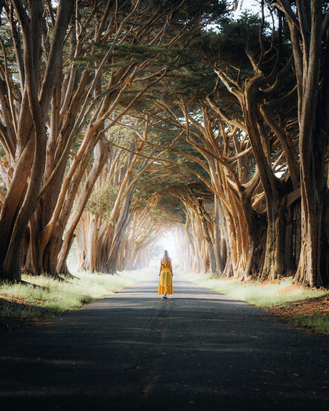 A cypress tunnel on the coast