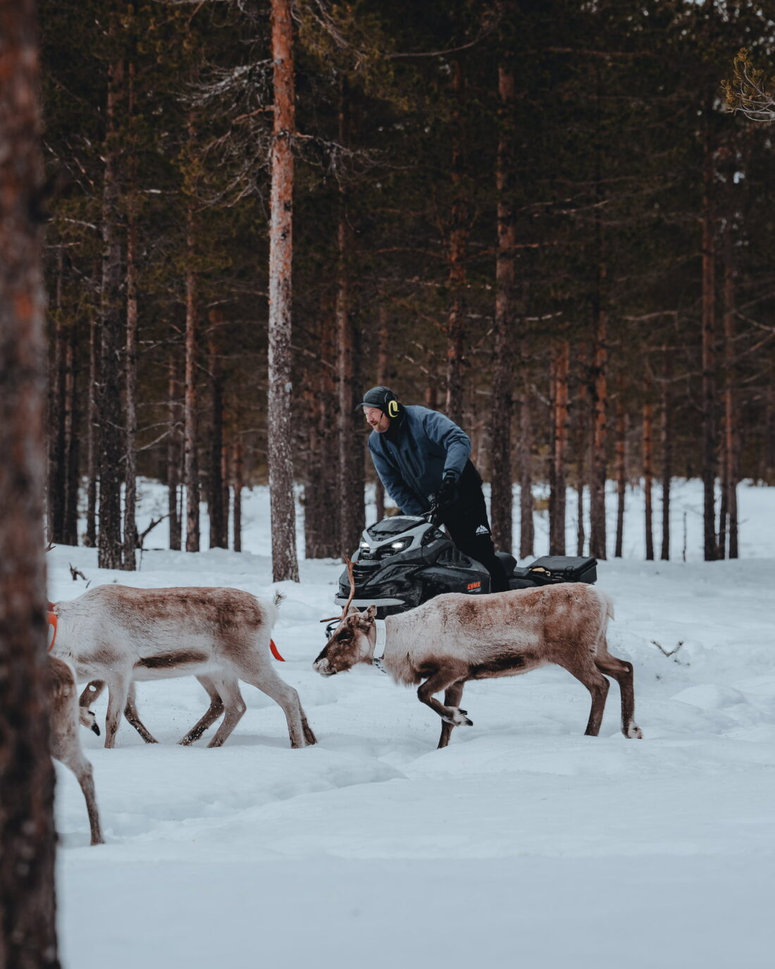 A reindeer herder in the forest, Sweden