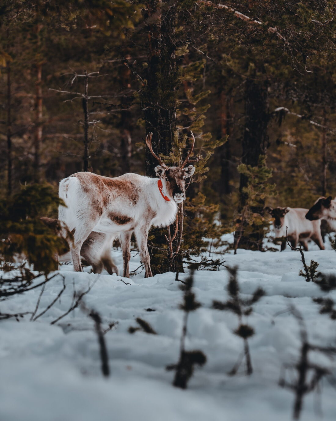 A collared reindeer, Sweden
