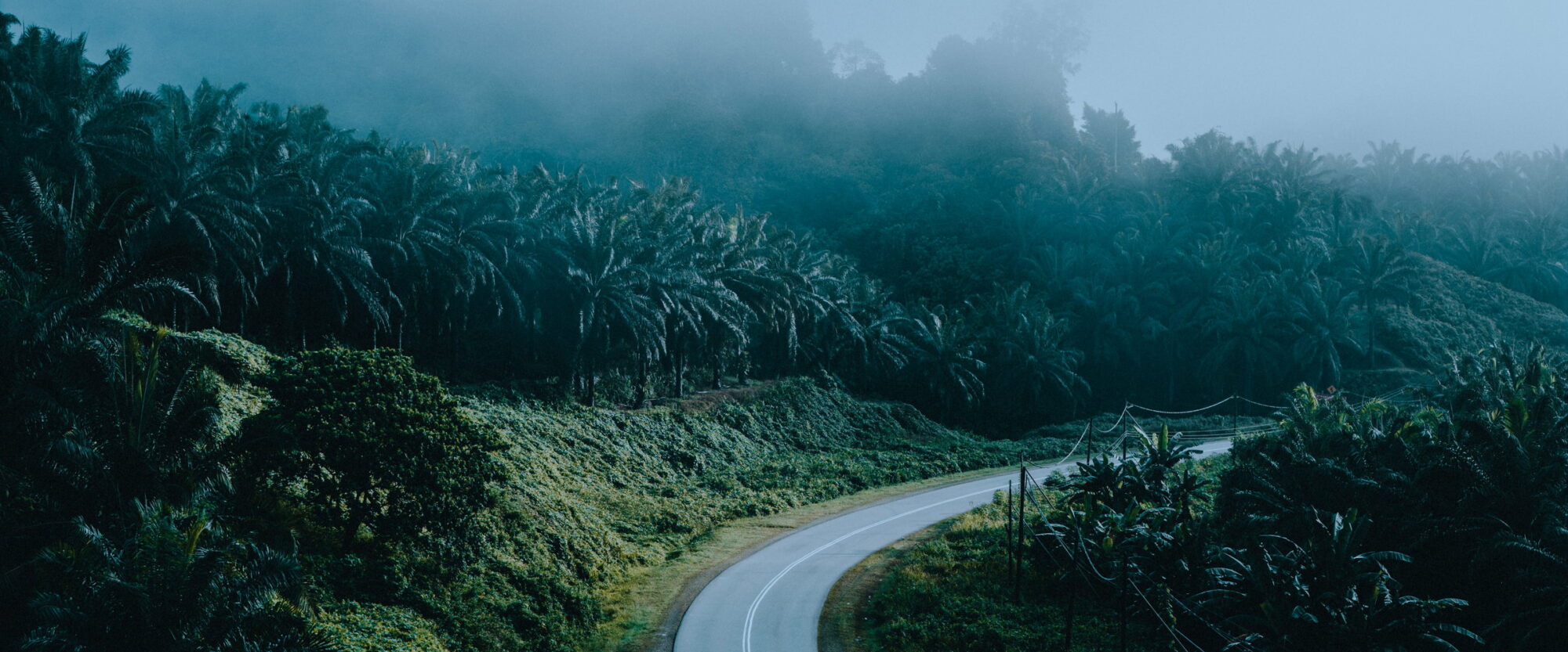 Palm plantations in morning fog, Malaysia