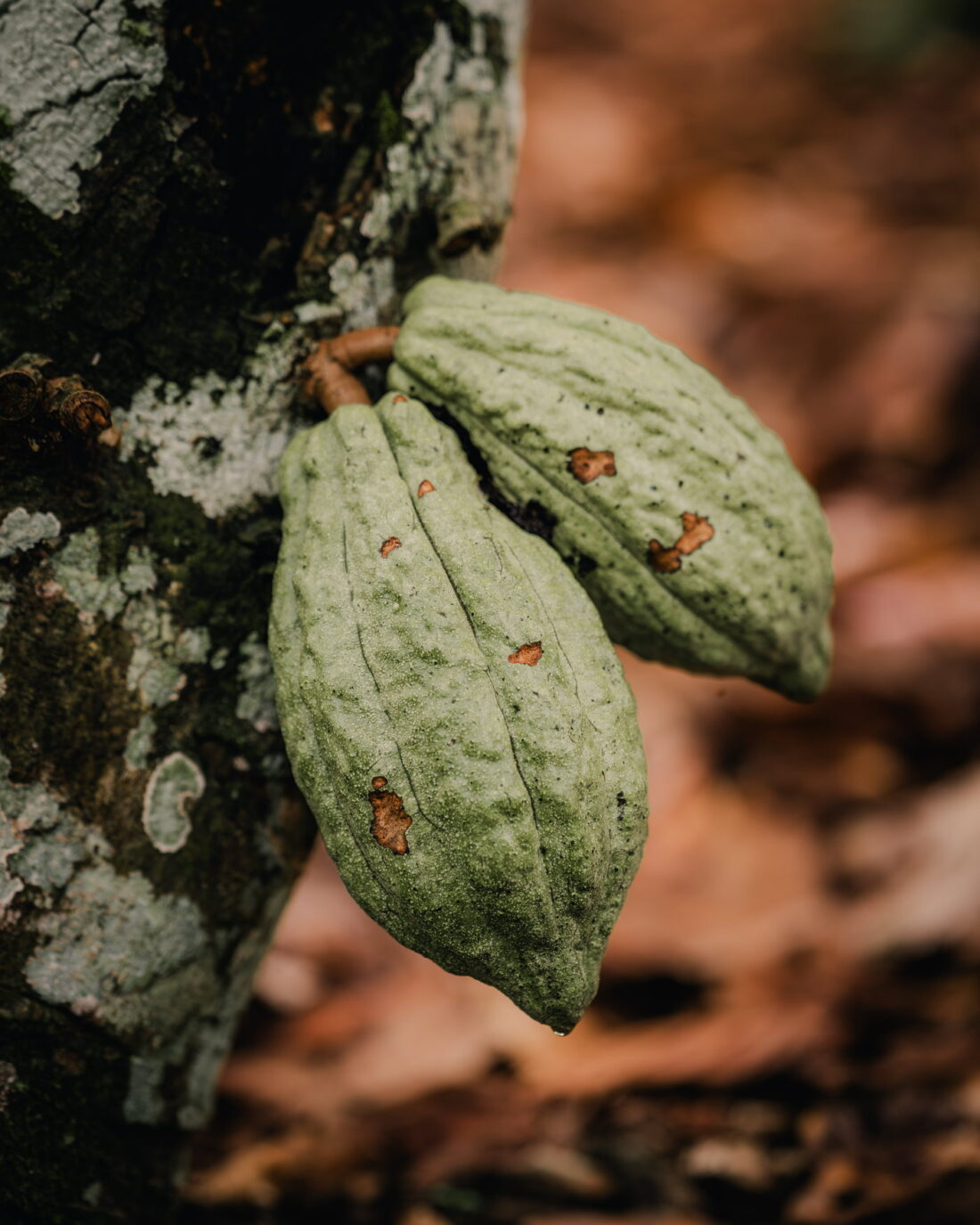 Cocoa pods on the trunk, Côte d’Ivoire