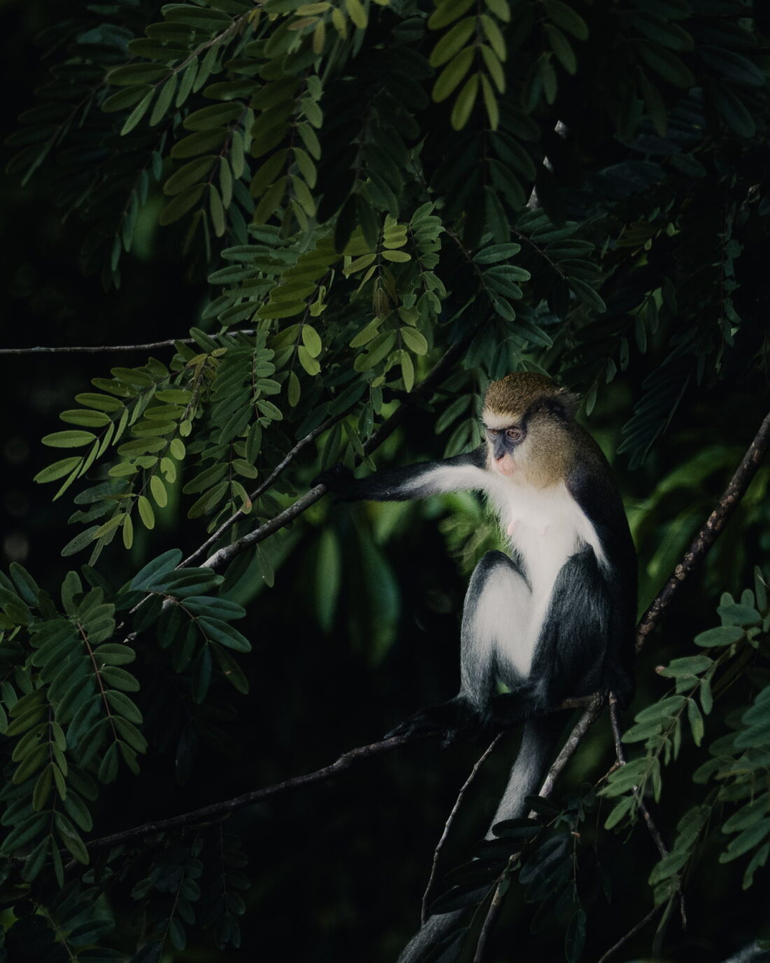A monkey in the canopy, Côte d’Ivoire