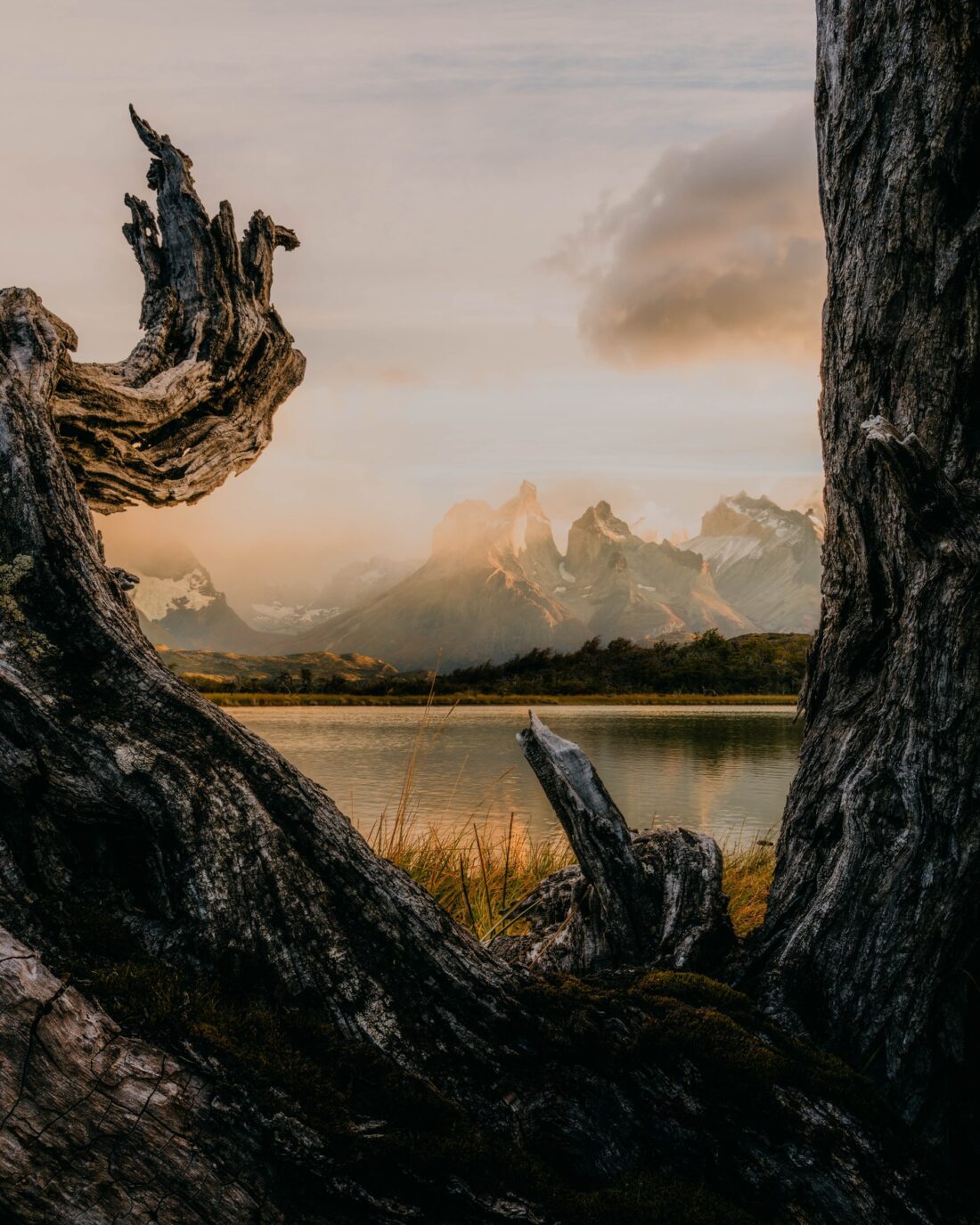 Cuernos del Paine through dead lenga