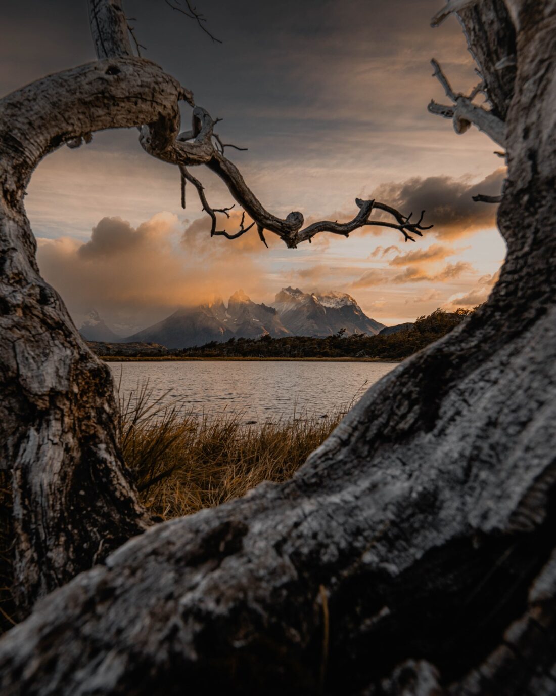 The Cuernos framed by a dead trunk